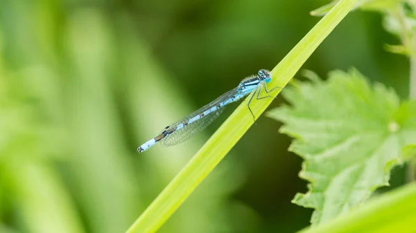 Μπλε dragonfly στην μια λεπίδα της χλόης — Φωτογραφία Αρχείου