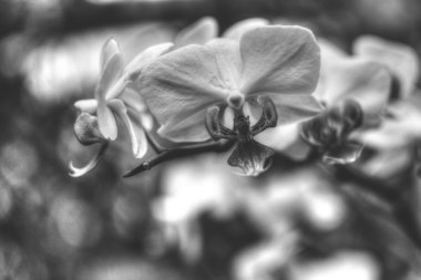 Mor orkide çiçekler Hdr B