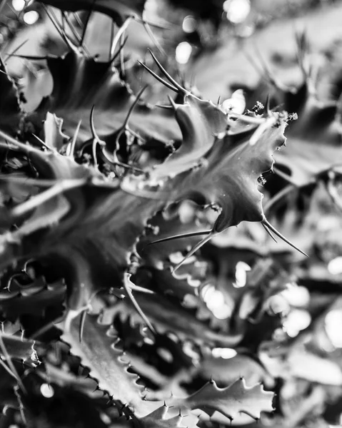 선인장 잎 D — 스톡 사진