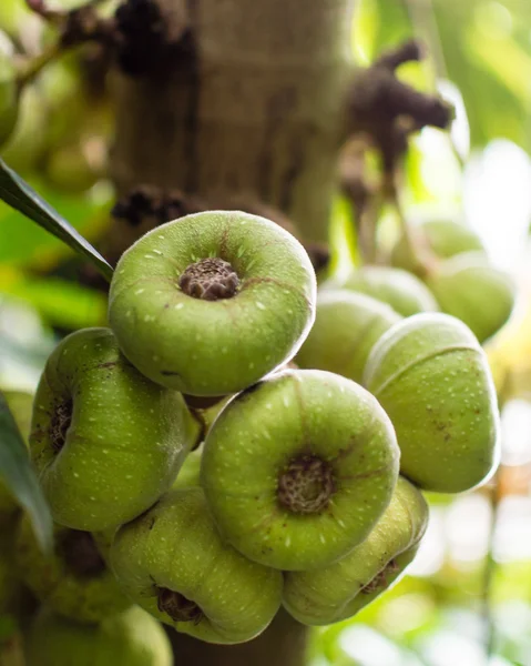 Fig tree A Green figs on the tree