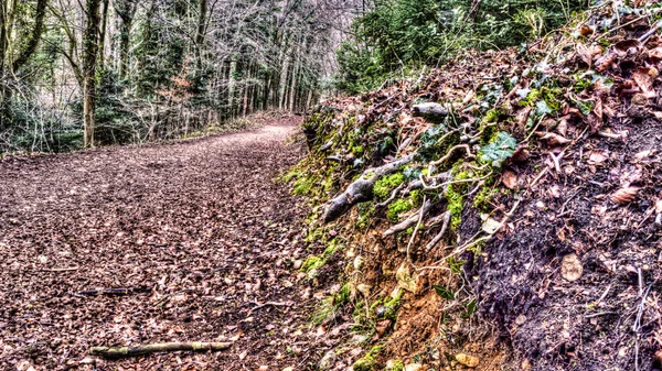 Waldweg c — Stockfoto