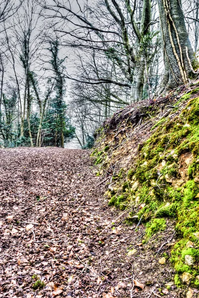 Waldweg e — Stockfoto