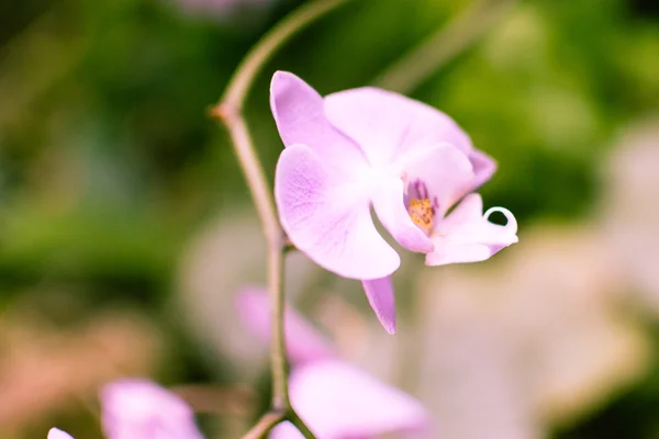 Purple Orchid Flowers C — Stock Photo, Image