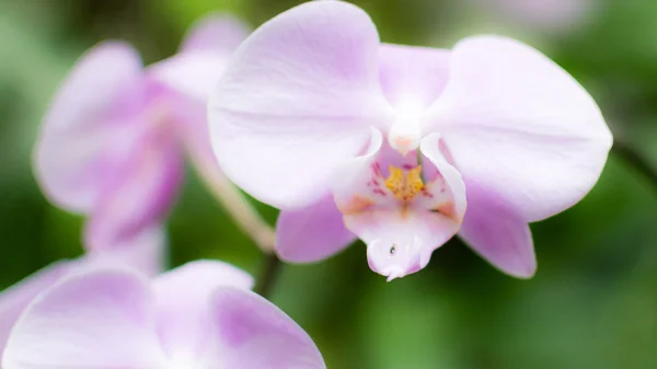 E lila orchidea virágok — Stock Fotó