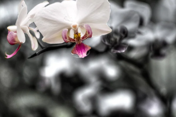 A lila orchidea virágok Hdr — Stock Fotó