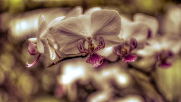 Lila orchidea virágok Hdr C — Stock Fotó