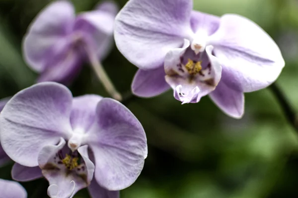 Purple Orchid Flowers HDR D — Stock Photo, Image