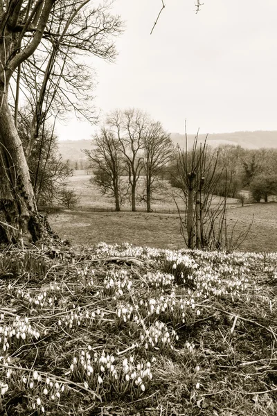 Gota de neve Galanthus Nivalis A — Fotografia de Stock