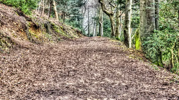 Caminho da floresta D — Fotografia de Stock