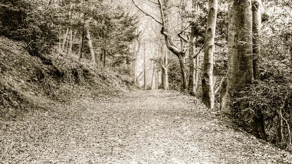 Лесной путь Е — стоковое фото