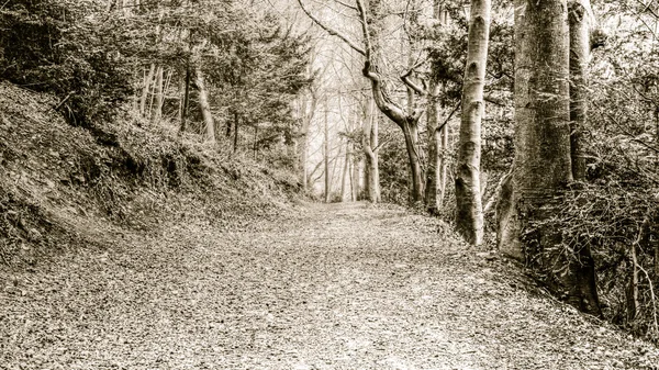 Caminho da floresta E — Fotografia de Stock