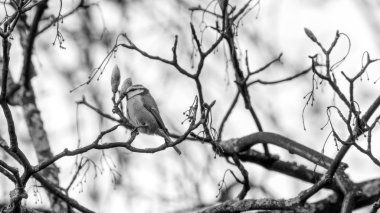 Ağaç Brunch B üzerinde mavi baştankara