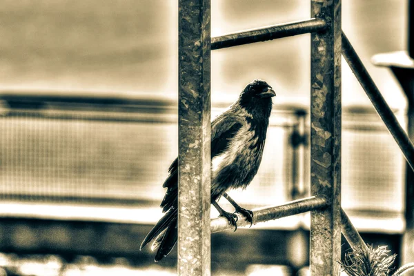 Κουκούλα κοράκι HDR το πολωνικό πουλί κάθεται στο βήμα σκάλα — Φωτογραφία Αρχείου