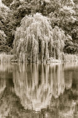 Ağlayan söğüt ağacının A