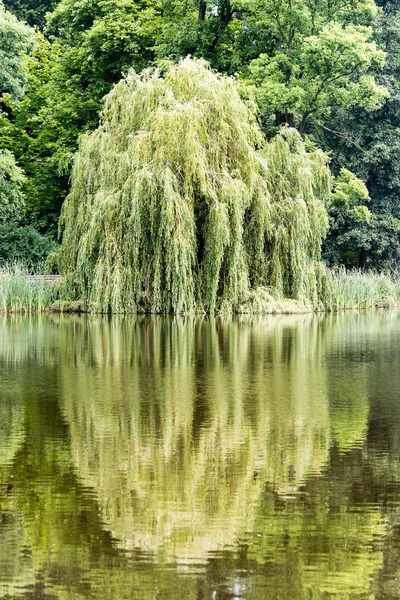 Ağlayan söğüt ağacının B