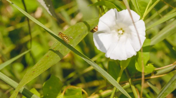 叶上的蜜蜂 背景上的白花 2021年秋季季节 田野浅薄 自然摄影 — 图库照片