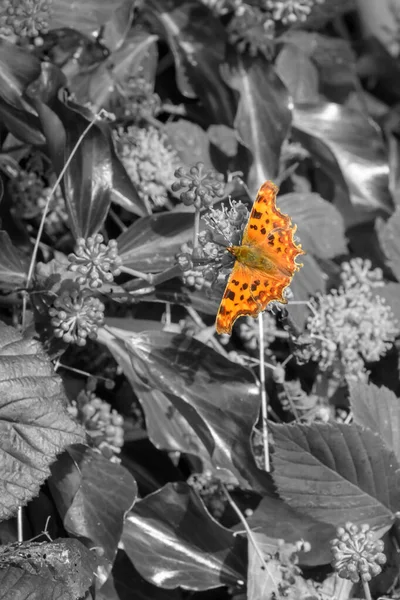 Butterfly Leaf Isolated Black White Autumn Season 2021 Shallow Depth — Stock Photo, Image