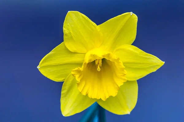 Mavi arkaplanda sarı çiçek — Stok fotoğraf