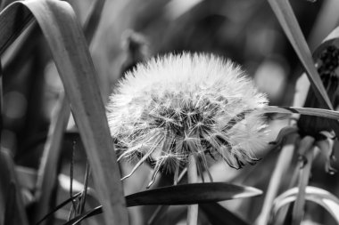 Çim Zemin Bw üzerine beyaz Karahindiba çiçeği