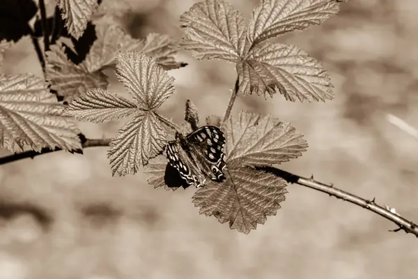 Karierter Schmetterling auf Blatt — Stockfoto