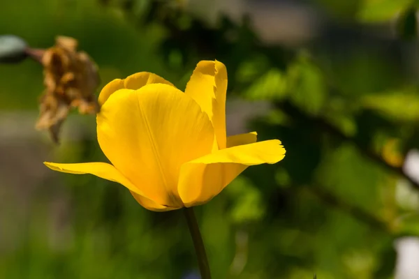 Žlutý Tulipán — Stock fotografie