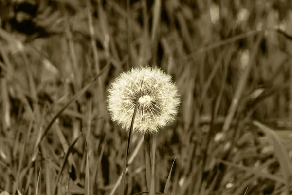 Branco dandelion flor no fundo sépia — Fotografia de Stock