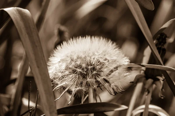 Белый цветок одуванчика (макро) на фоне сепии травы — стоковое фото