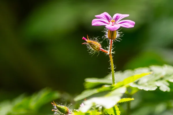 Asphodelus microcarpus — Fotos de Stock © marzolino #12212356