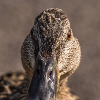 Duck headshot