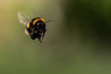 Bee flying - view from front