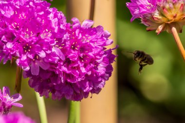 Bee left profile with purple flower
