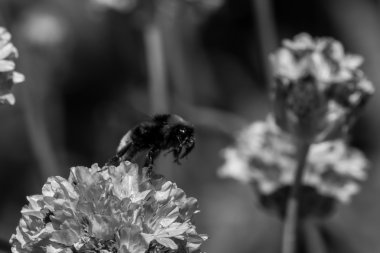 Arı doğru profili ile çiçek (Bw)