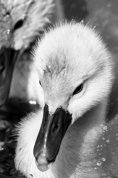 Baby swan headshot — 图库照片