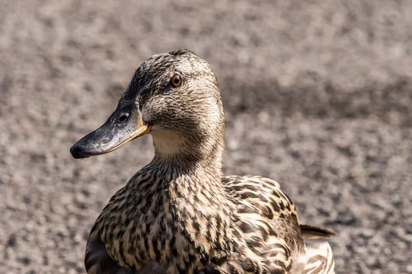 Brown duck left profile — Stock Photo, Image