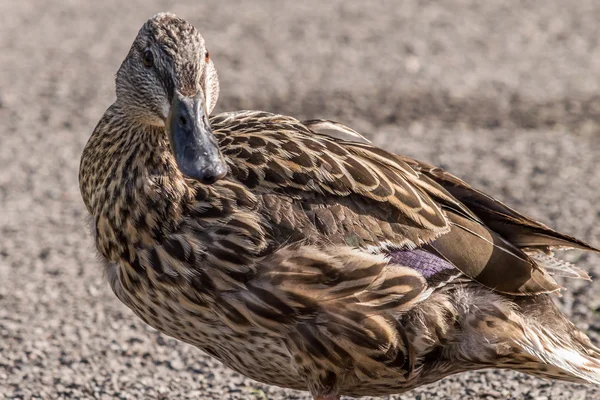 Duck - central looking, left body profile — Stock fotografie