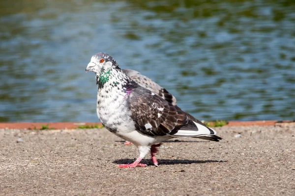 White-gray pigeon — Stock Photo, Image