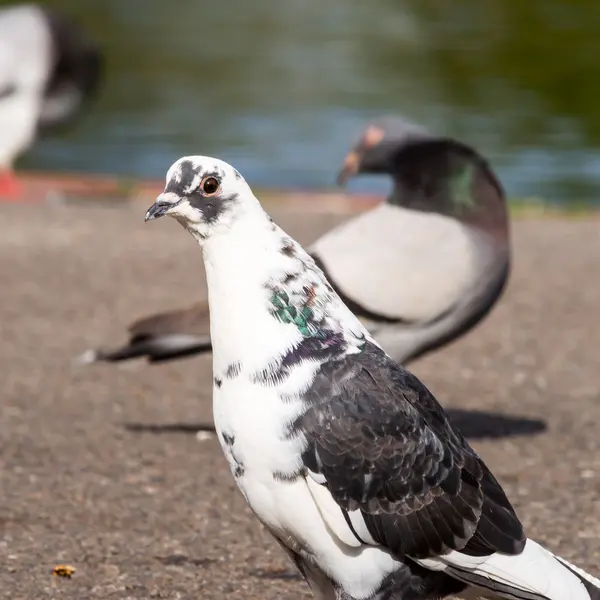 Pigeon white-black with dark eyes — Stock Photo, Image