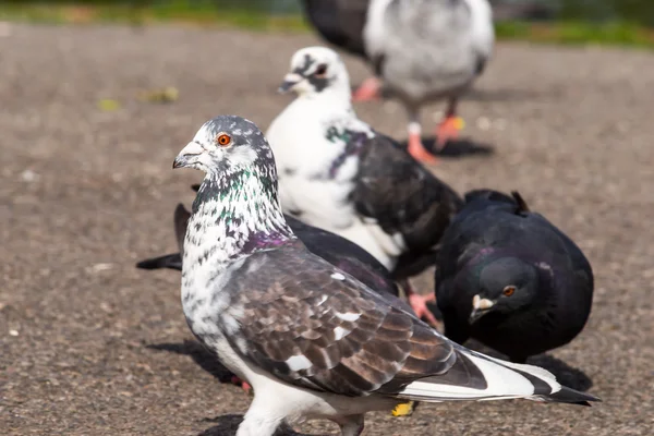 Different colors of pigeons — Stock Photo, Image