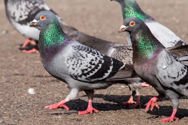 Pigeons with green necks — 图库照片