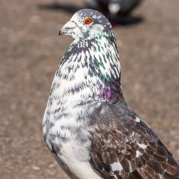 Weiß-graue Taube — Stockfoto