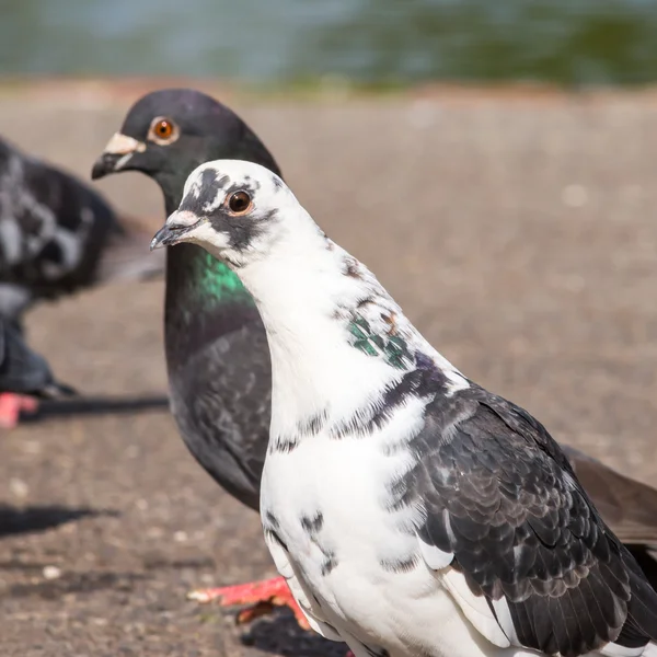 Two different pigeons — Stock Photo, Image