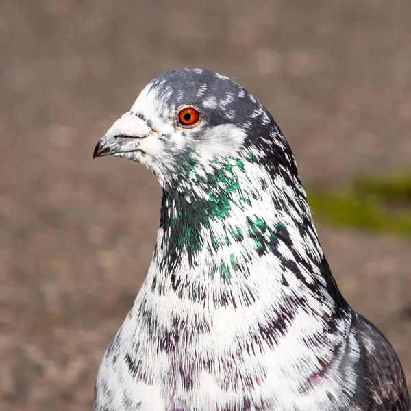 Porträt der Taube — Stockfoto