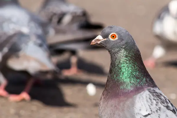 Pigeon look — Stock Photo, Image