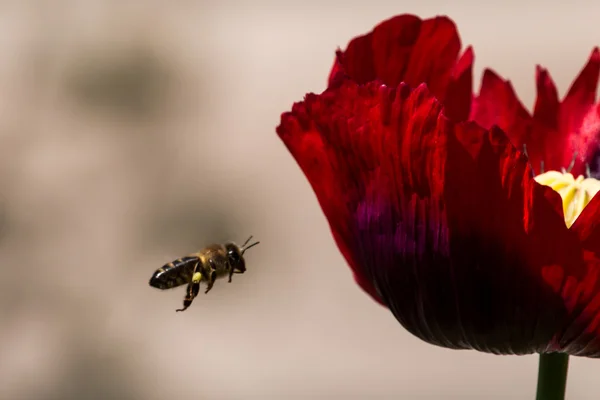 Perfil derecho de la abeja volando a flor roja —  Fotos de Stock