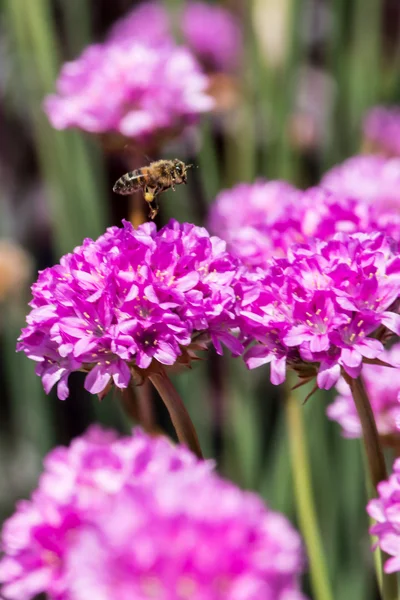 Perfil derecho de abeja con flores púrpuras —  Fotos de Stock