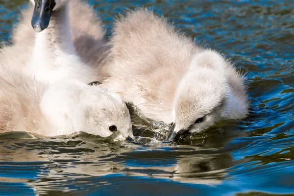 Baby swan 01 免版税图库图片