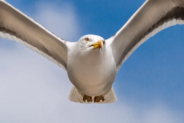 Seabird closeup 03 — Zdjęcie stockowe