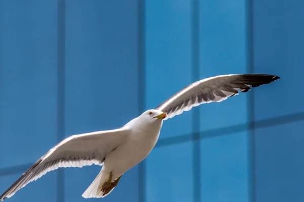 Seabird flying on the glass building background — Φωτογραφία Αρχείου