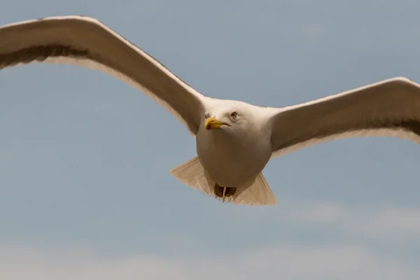 Seabird closeup 01 — ストック写真