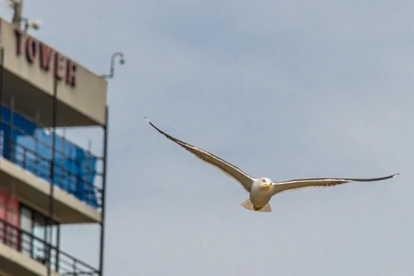 Seabird 02 — Stock fotografie